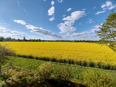 2024_Rapsfeld 2024_Rapsfeld