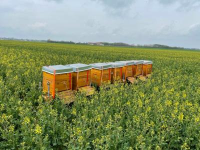 Bienen21_kl Bienen21_kl