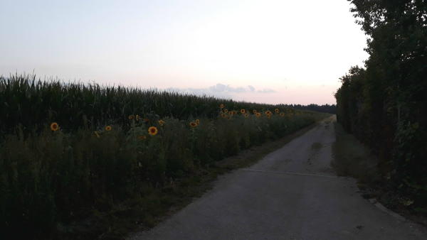 Blühstreifen Blühstreifen