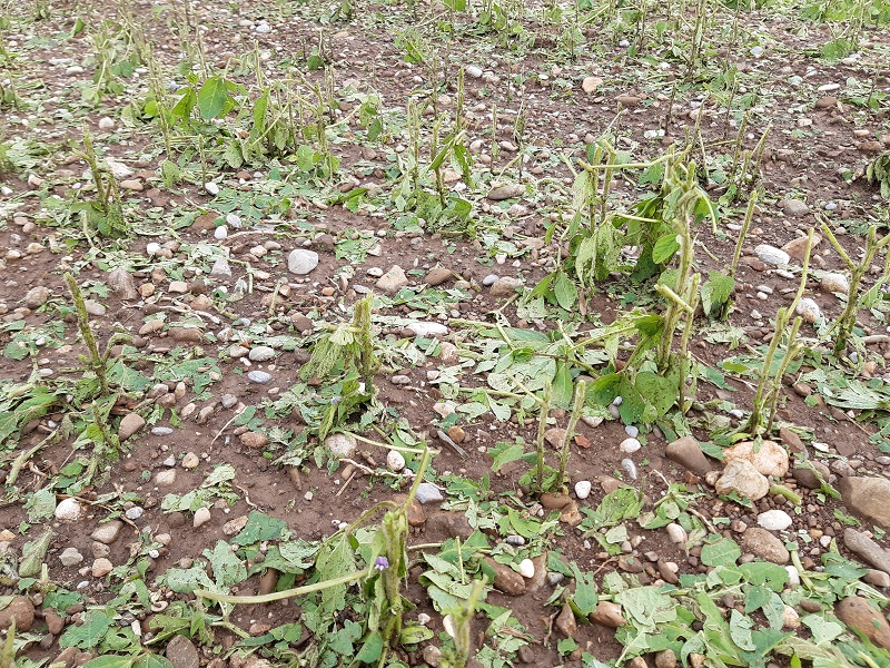 Hagel21_4 Hagel21_4