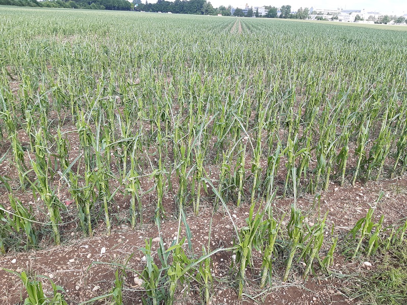 Hagel21_7 Hagel21_7