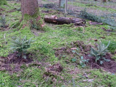 Wald_Tanne