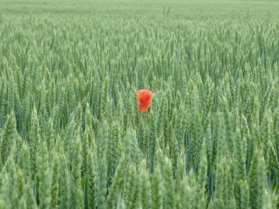 Mohnblume Mohnblume